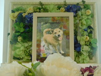 那珂市愛犬ちびちびちゃん