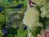 笠間市愛犬シオンちゃん