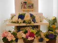 水戸市愛猫ラムネちゃん