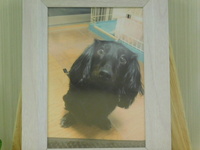 水戸市愛犬小太郎ちゃん