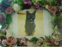 常陸大宮市愛猫クロちゃん