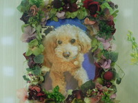 水戸市愛犬デニムちゃん