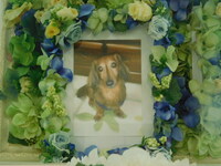 日立市愛犬ラブちゃん