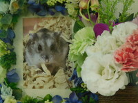 水戸市ハムスターカイちゃん