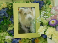 城里町愛犬サニーちゃん