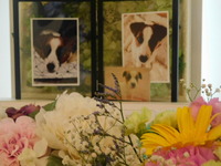 ひたちなか市愛犬レオちゃん