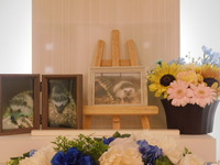 常陸太田市ハリネズミ龍ちゃん