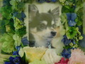 ひたちなか市愛犬Mocha(モカ)ちゃん