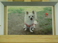 水戸市愛犬三郎ちゃん