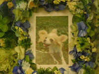 日立市愛犬クッキーちゃん