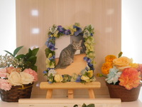 水戸市愛猫うみちゃん