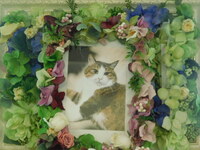 かすみがうら市愛猫トラジちゃん