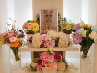 水戸市愛猫こてつちゃん