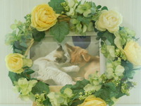 水戸市愛猫ブルちゃん