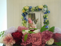 水戸市愛猫めいちゃん