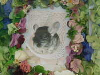 水戸市チンチラ・もんちぇちゃん