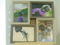 水戸市愛犬さくたろう