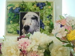 ひたちなか市愛犬ラブちゃん