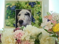 ひたちなか市愛犬ラブちゃん