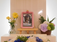 水戸市愛犬ミニーミーちゃん