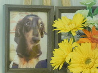 石岡市の愛犬梵天丸ちゃん