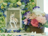 水戸市愛犬ハッピーちゃん