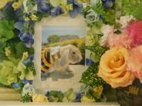 ひたちなか市愛兎バニーちゃん