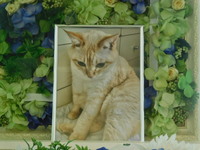 城里町愛猫はくちゃん