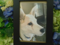 茨城町愛犬ココちゃん