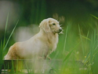 ひたちなか市愛犬シオンちゃん