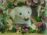 水戸市フェレット華琳ちゃん