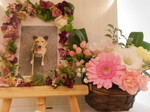 城里町愛犬クーちゃん