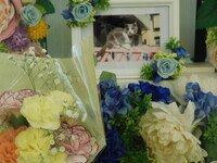 水戸市愛猫もこちゃん