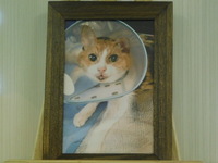 水戸市愛猫アイリスちゃん