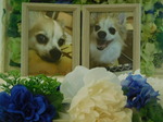 那珂市愛犬クウちゃん