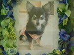 水戸市愛犬クッキーちゃん