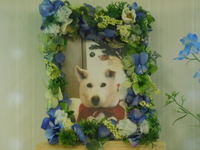 鉾田市愛犬ラムちゃん