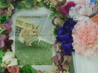 水戸市の愛兎モカちゃん