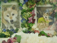 鉾田市愛犬いちちゃん