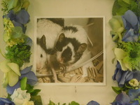 笠間市パンダマウスくろちゃん