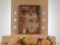 日立市愛犬ちゃちゃちゃん