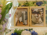 水戸市愛猫てんちゃん