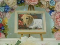 水戸市愛犬はなちゃん