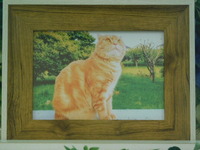 水戸市愛猫マル太ちゃん