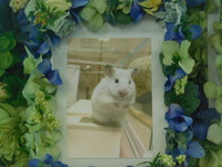 東海村ハムスターみるくちゃん