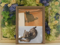 小美玉市愛猫らいむちゃん