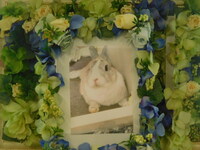 水戸市愛兎らんちゃん