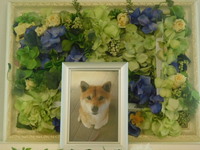 水戸市愛犬コタローちゃん