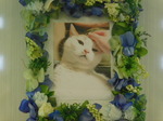 水戸市愛猫ゴン太ちゃん