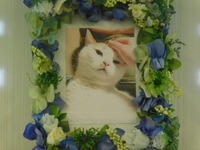 水戸市愛猫ゴン太ちゃん